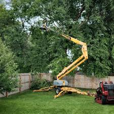 Best Root Management and Removal  in Mira Monte, CA