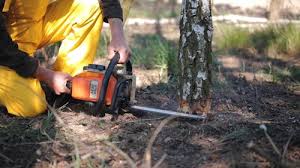 Professional Tree Removal in Mira Monte, CA