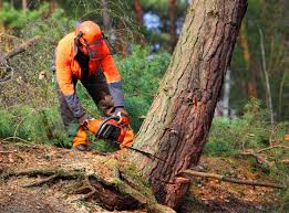 Best Tree and Shrub Care  in Mira Monte, CA