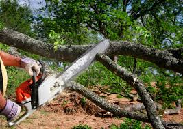 Best Storm Damage Tree Cleanup  in Mira Monte, CA