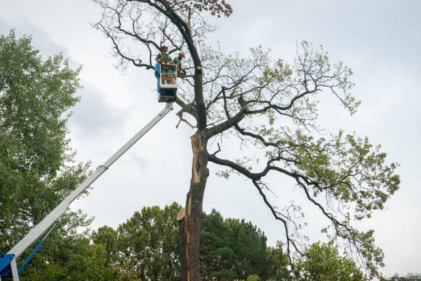 Best Tree Cabling and Bracing  in Mira Monte, CA