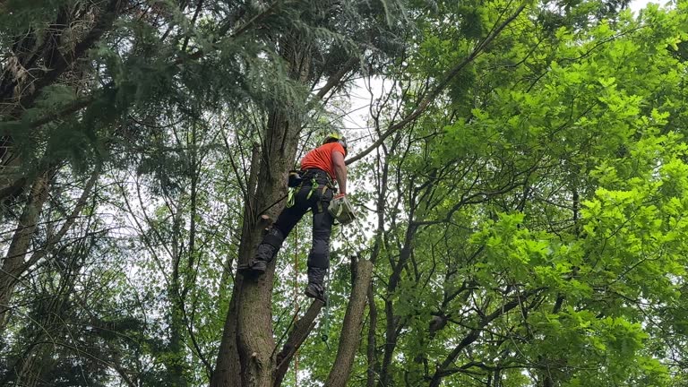 Best Tree Health Inspection  in Mira Monte, CA