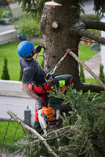 Best Lawn Watering Services  in Mira Monte, CA