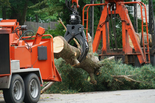  Mira Monte, CA Tree Removal Pros