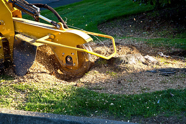 Grass Overseeding in Mira Monte, CA