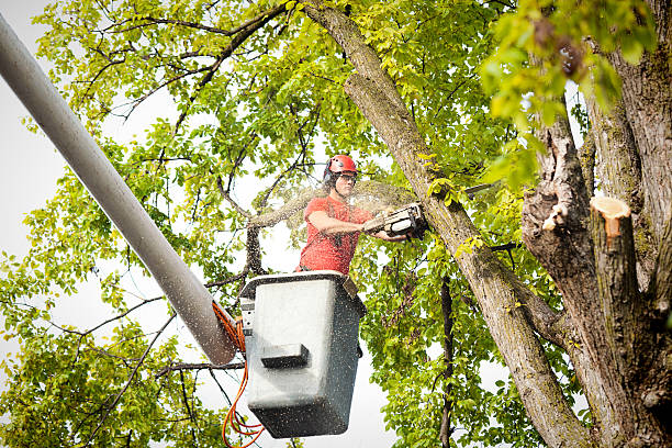 Best Stump Grinding and Removal  in Mira Monte, CA