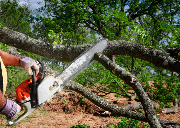 Best Leaf Removal  in Mira Monte, CA